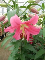 [5205 Fedora Mak No02.JPG]